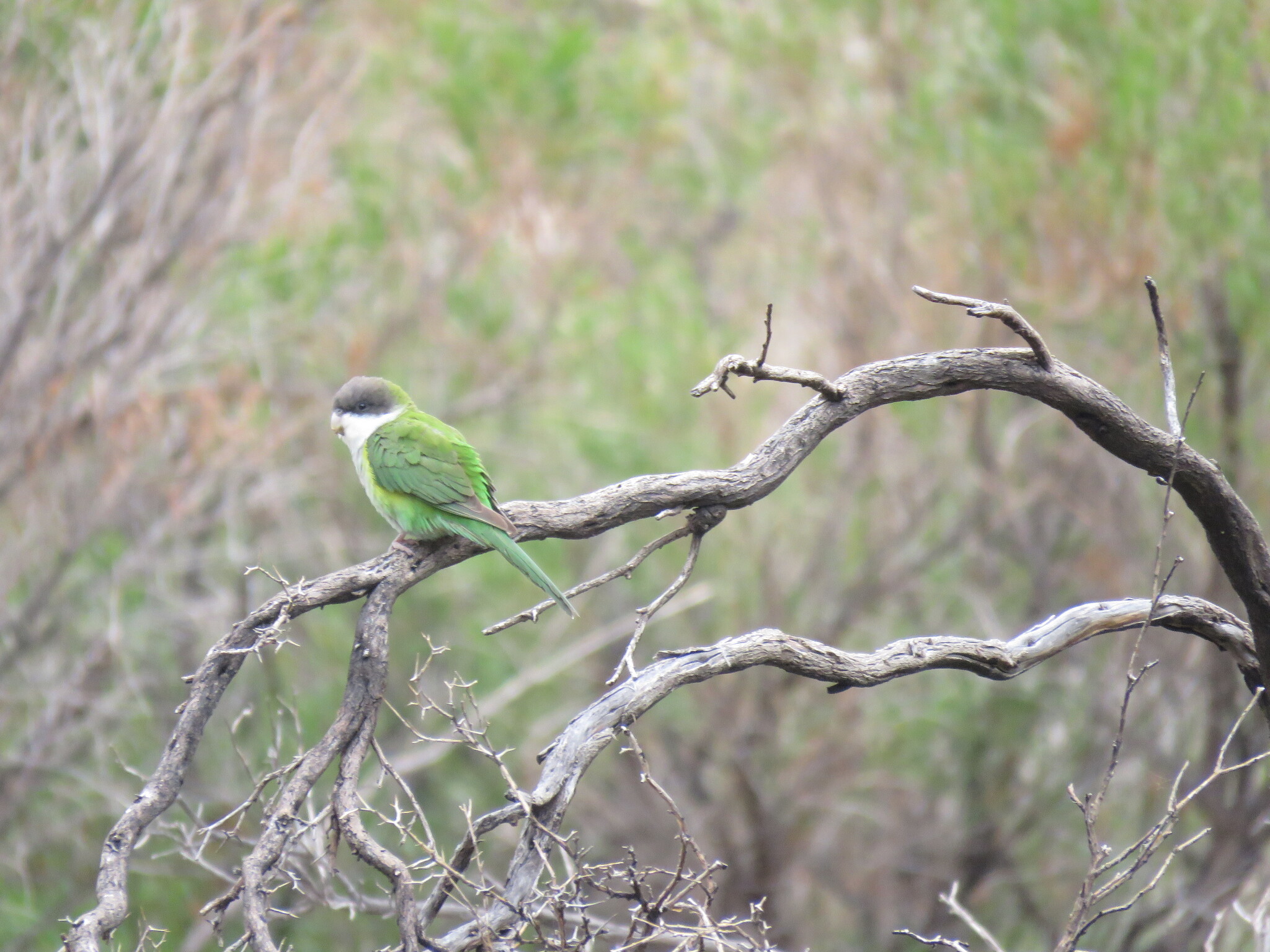 Grey-hooded Parakeet (Psilopsiagon aymara), photo 8