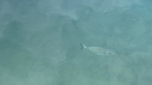 Diplodus sargus