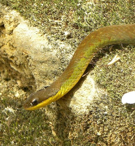 Erythrolamprus epinephelus