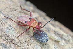 Probergrothius nigricornis