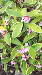 Daphne odora marginata