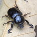 Masked Chafers and Rice Beetles - Photo (c) budak, some rights reserved (CC BY-NC), uploaded by budak