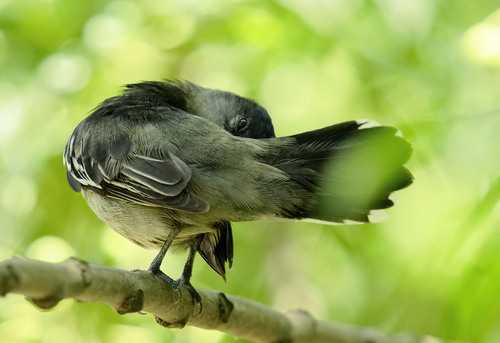 White-winged Becard