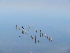 Phalacrocorax carbo hanedae