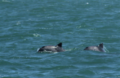 Cephalorhynchus heavisidii