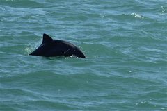 Cephalorhynchus heavisidii