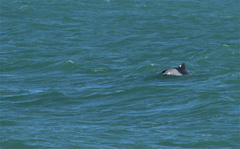 Cephalorhynchus heavisidii