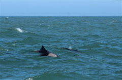 Cephalorhynchus heavisidii