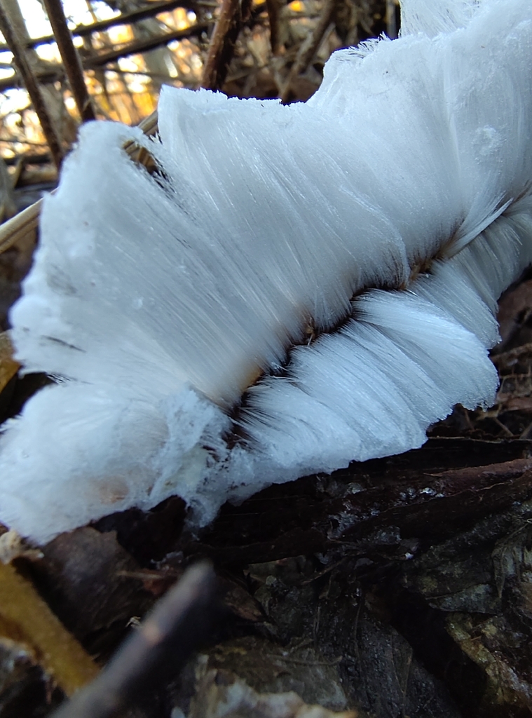 Exidiopsis effusa · December 2025 · photo: © haltiamieli (iNaturalist, cc-by-sa)