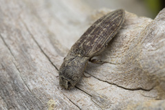 Agrypninae
