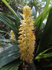 Calanthe formosana