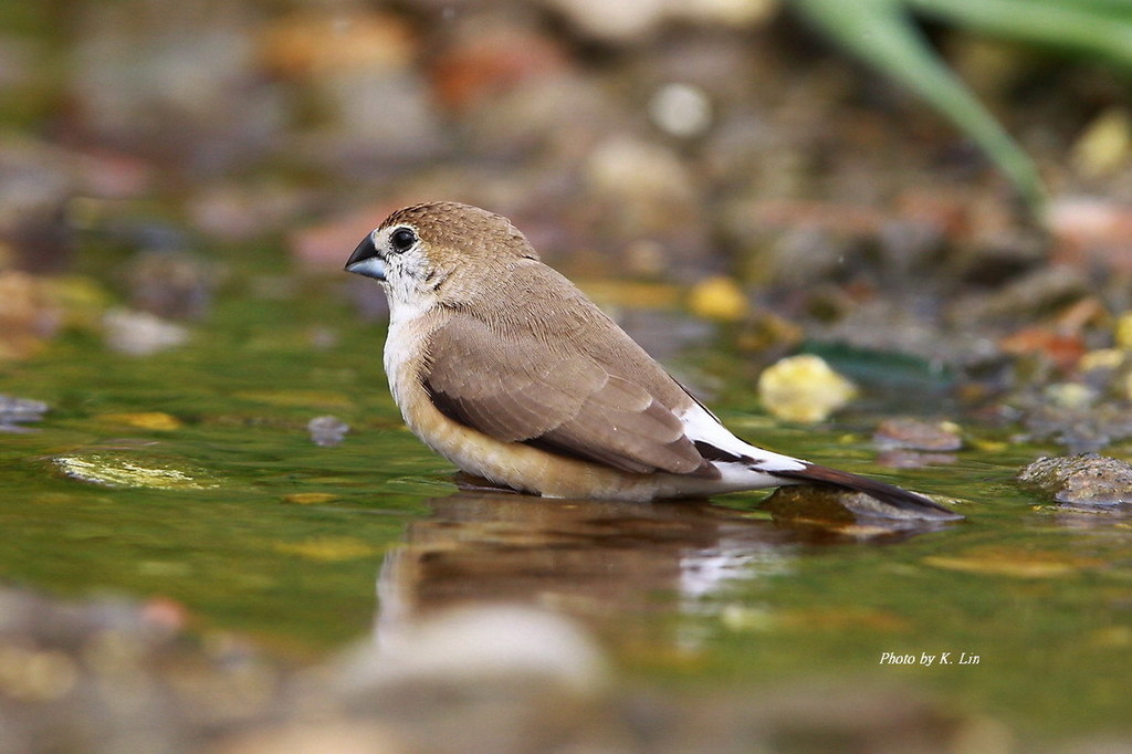 Indian Silverbill photo