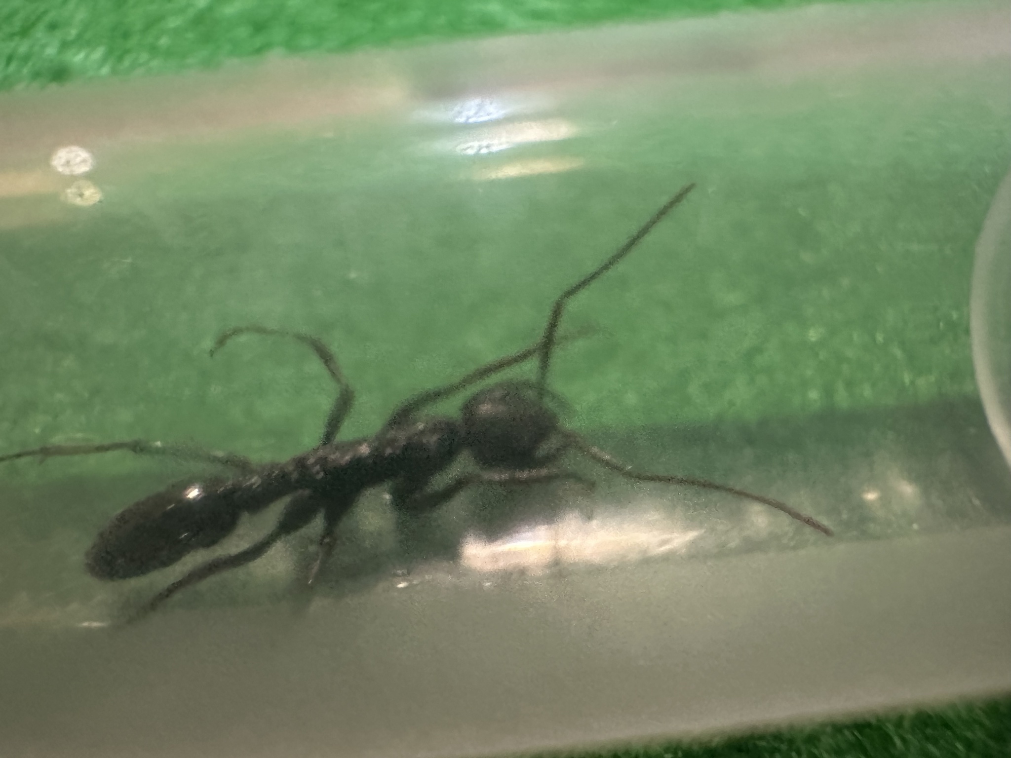 Leptogenys hainanensis