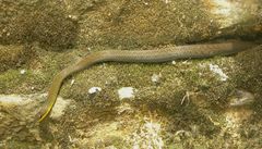 Erythrolamprus epinephalus