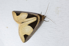 Fodina cuneigera