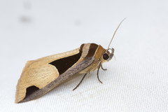 Fodina cuneigera