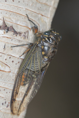 Cryptotympana aquila