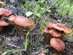 Laccaria laccata