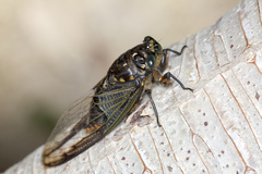 Cryptotympana aquila