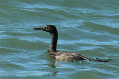 Phalacrocorax neglectus