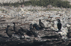 Phalacrocorax neglectus