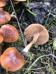 Laccaria laccata