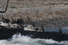 Phalacrocorax neglectus