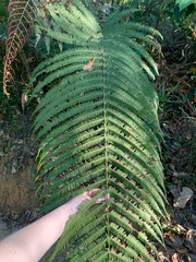 Amblovenatum immersum