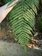 Amblovenatum immersum