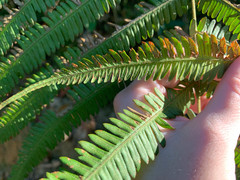 Amblovenatum immersum