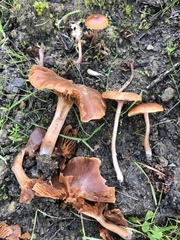 Laccaria laccata