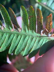 Amblovenatum immersum