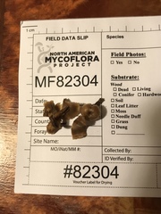 Lentinellus subaustralis