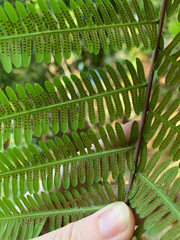 Amblovenatum immersum