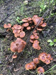 Laccaria laccata