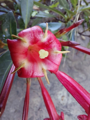 Augusta longifolia