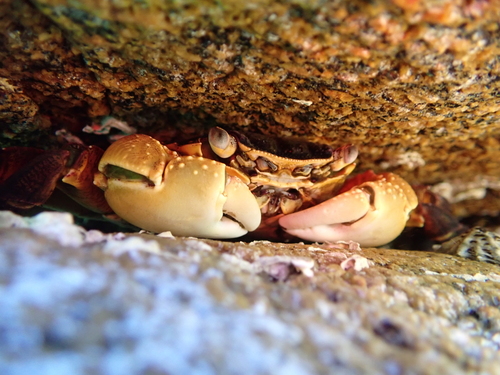 Purple Rock Crab, The Aquarium, Yallingup, Western Australia, photo 8 of 10