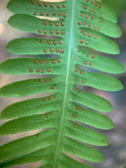 Amblovenatum immersum