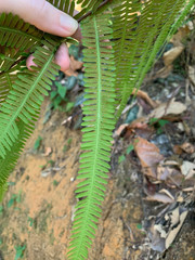 Amblovenatum immersum