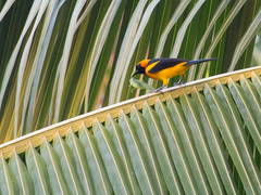 Icterus auricapillus