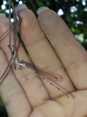 Leptobasis melinogaster