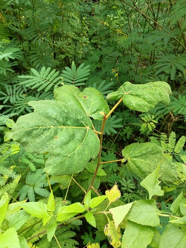 Ficus fulva observed 2025-12-26