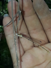 Leptobasis melinogaster