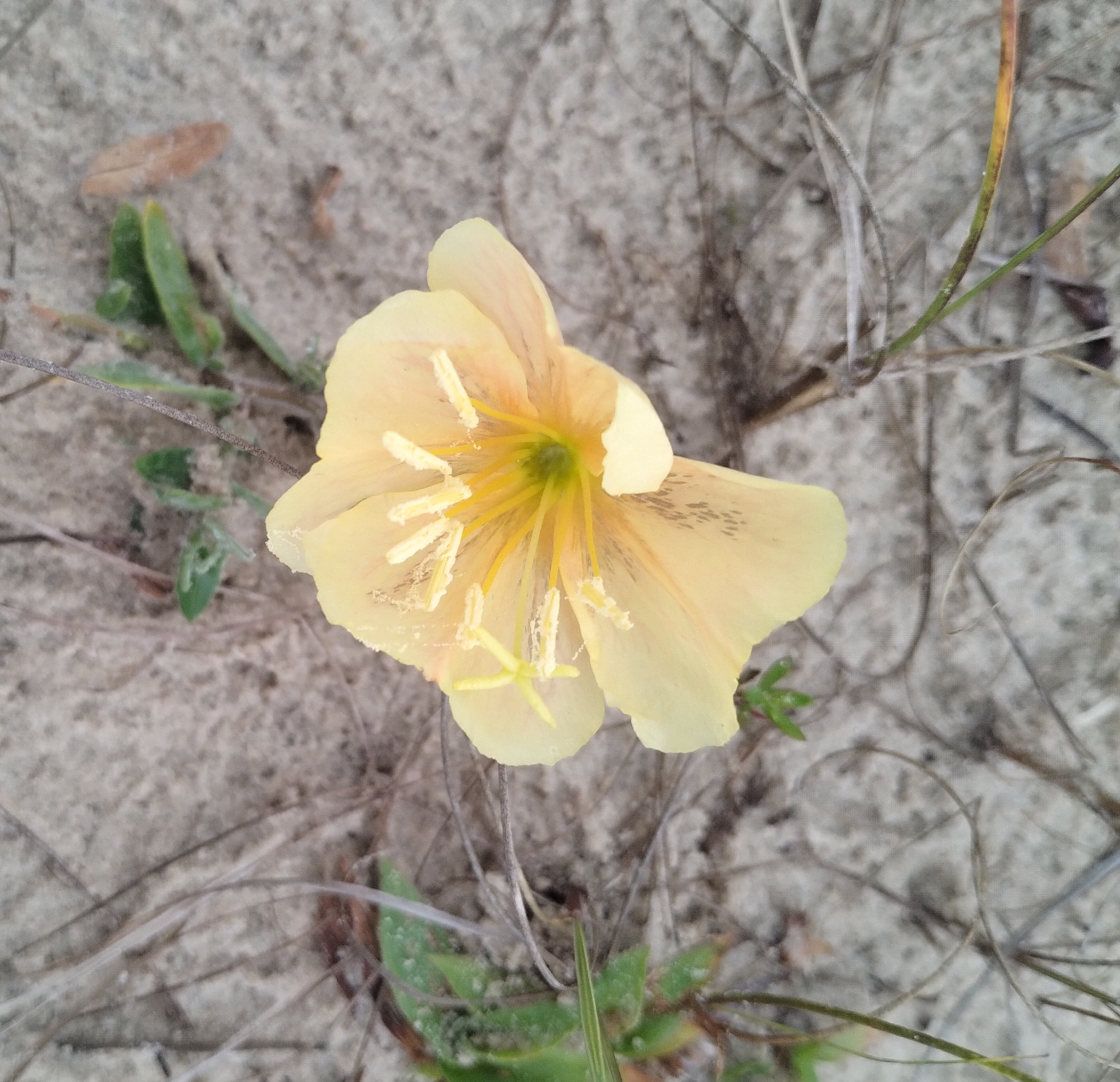 Oenothera mollissima