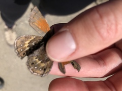 Cosmosatyrus leptoneuroides