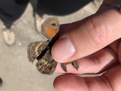 Cosmosatyrus leptoneuroides