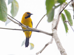 Icterus nigrogularis