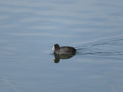 Fulica atra