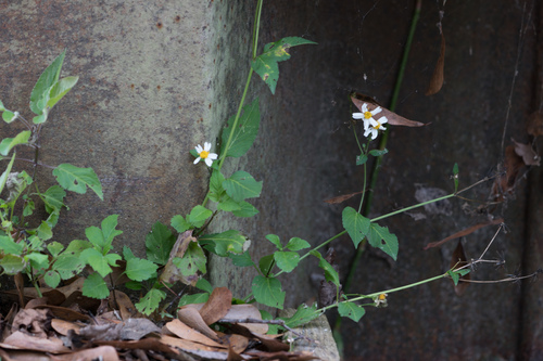 Bidens alba