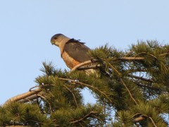 Accipiter cooperii